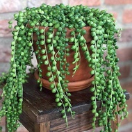 Bunga gantung hidup string of pearls besar juntai