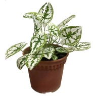 - Caladium Humboldtii -