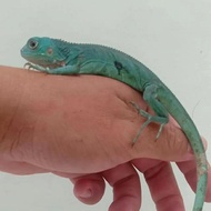 baby blue iguana