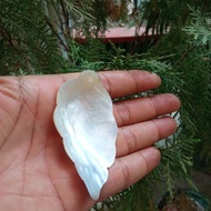 Black Lip Leaf design pendant seashell | 7cm x 4cm |