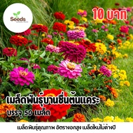 Dwarf Marigold Seeds 50