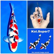 Bibit ikan koi sanke 3 colour