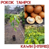 Anak Pokok Tampoi hybrid ( kawin ) / Pokok ngeke hybrid thai murah