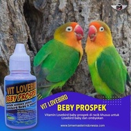 SUPLEMEN LOVEBIRD BEBY PROSPEK UNTUK SEMUA LB BABY &amp; OMBYOKAN | Pakan Konslet / Vitamin Lovebird / Vitamin Burung