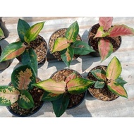 Promo bonggol sultan brunei aglaonema Limited