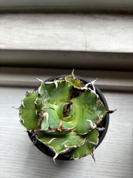 ［清位！］白鯨龍舌蘭