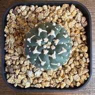超兜 Astrophytum super V 仙人球 仙人掌 Cactus