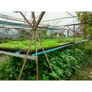 Anak Pokok Cili Besar Sakata = 10pcs