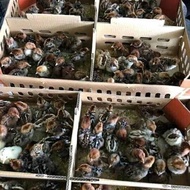 xux. DOC Arab Bibit Anak Ayam Arap Petelur Anakan Bandung