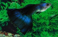 ( 孔雀鱼 ) 莫斯科蓝头 1对  ( Guppy ) moscow blue head 1 pair