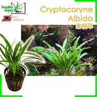 Cryptocoryne Albida Brown (crypt costata)  - aquarium aqua plant aquascaping aquascape fish tank [lowtech]