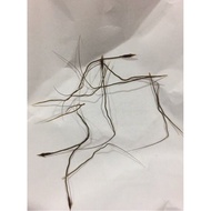 GRED AAA [100 PCS] B.P ASLI/AKAR/BULU/PERINDU/SANJEEVI VER