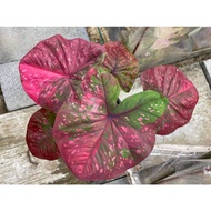 Keladi Rattanachan / Caladium Rattanachan (Super Rare)