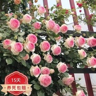 Ouya Climbing Vine Chinese Rose Fragrant Big Flower Garden Balcony Planting Four Seasons Planting Flowers