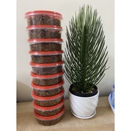 Sambal Ikan Bilis Goreng Rangup