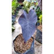 Sindo - Caladium Black Magic Live Plant 5GSB19UG15