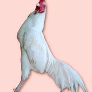 PROMO Ayam Jago kampung Putih/usia 6 bulan ORI100%