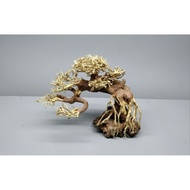Very Beautiful Selected bonsai Driftwood For Aquarium layout