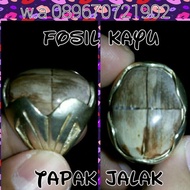 Batu tapak jalak fosil kayu no galih kelor combong
