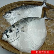 【海鮮7-11】野生皮刀魚  3隻裝  約500克上 ◎台灣海域新鮮捕撈上岸！肉質鮮甜、細軟 **單包120元**