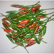 30+pcs Grade AAA Biji Benih Cili Padi Kampung/Cili Burung
