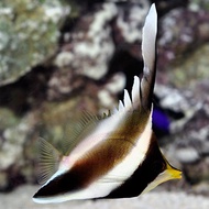Kambingan Layar / Three Band Pennant Coralfish - Ikan Hias Laut