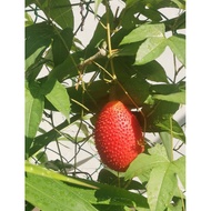 Gac fruit plant Anak pokok Gac木鳖果小树苗