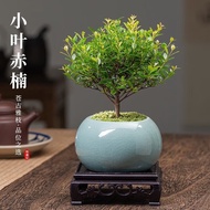 汽车装饰挂件 小叶赤楠盆景室内绿植花卉办公室桌面盆底座随机发  小叶赤楠瓷盆+苔藓+底座 1盆