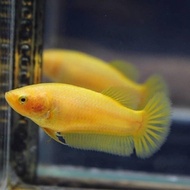 ปลากัด สีเหลือง ซูเปอร์เยลโล่ว เพศเมีย 1 ตัว แข็งแรง ตรงปก พร้อมรัด คัดเกรด (มีรับประกัน)