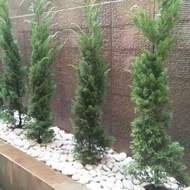LILIN 1 meter wax cypress tree ornamental plant