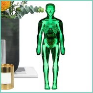 Human Anatomy Model Glow in Dark Skeleton Anatomical Figure Human Body Structure Model for Age 8 Stu