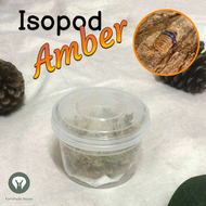 Isopod Amber Ducky ไอโซพอดแอมเบอร์ดัคกี้ 🧡 แถมอาหาร