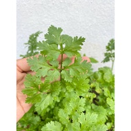 Benih Daun Ketumbar / Coriander Leaves