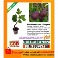 bibit buah tin purple/bibit buah tin/buah tin