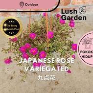 Japanese Rose Variegated Portulaca Ros Jepun Batik 九点花  马齿苋 Pokok Gantung Berjuntai Hiasan Bunga Hid