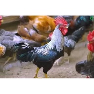 TELUR FERTIL AYAM KUB AYAM MULTIGUNA INDUKAN TERSELEKSI UNTUK DI TETASKAN
