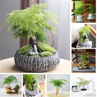 Ready Stock 10Pcs Asparagus Fern Seeds (Asparagus Setaceus) Mini Office Plants Clean The Air Small Bamboo Bonsai Setose Asparagus Plants Potted Plant Seeds Flower Seeds Vegetable Live Plants Air Plant Seed Benih Tree Pokok Bunga