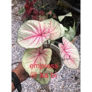 caladium id empress @ ka bi