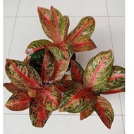 Widuri - Tanaman Hias Aglonema / Aglaonema Agnitasesilia