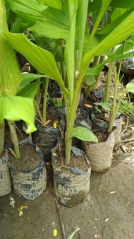 Bibit Tanaman Kunyit hitam Super bibit kunyit hitam asli india tanaman obat tanaman herbal