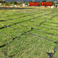 Rumput hidup/ Real Grass Carpet Philippine / Rumput Padang bola 'cowgrass'/ Japanes grass  / Rumput 