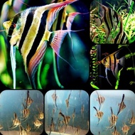 ikan hias manfish altum peruvian untuk aquarium dan aquascape