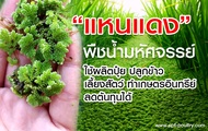 แหนแดงอะซอลล่าไมโครฟิลลา(Azolla microphylla) อาหารสัตว์🍀พันธุ์กรมวิชาการเกษตรแท้ ขนาด 300 กรัม