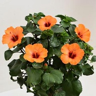 2025年 予約 ハイビスカス 鉢 鉢植え 花 【 ハロウィンハイビスカス 5号 5寸 】 ハロウィン ハロウイン 誕生日 結婚記念日 おしゃれ ギフト 土 ロングライフ ハイビスカ柄 ハイビスカスコ