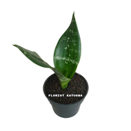 Sansevieria Black Robusta Hitam Berkilau Tahan Lama - Tanaman Hias Daun Hijau