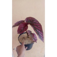 Baru Begonia Rex Walet + Pot