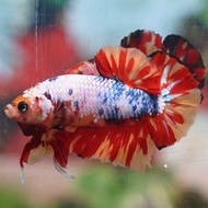 IKAN CUPANG BETTA HIAS HALFMOON PLAKAT SERIT DOUBLETAIL DUMBO EAR