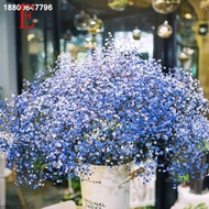 100pcs Aromatic Gypsophila Seeds Potted Gypsophila Paniculata Garden Flower Seed