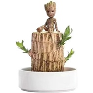 Wood Plant Set, Brazilian Lucky Wood Plant with Panda Statue, Brazilian Wood Hydroponic Plant, Brazi