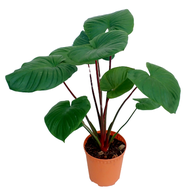homalomena batang merah - Homalomena Rubescens Red Stem